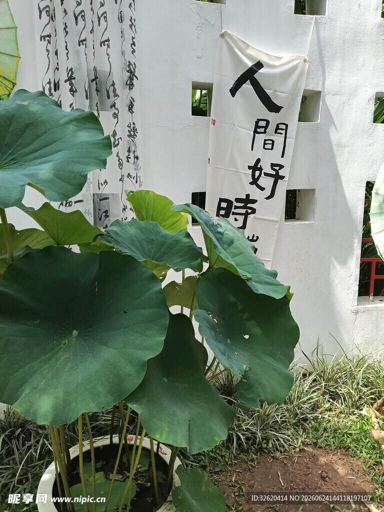 盆栽荷叶