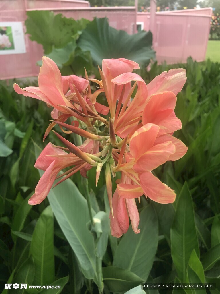 朱顶红