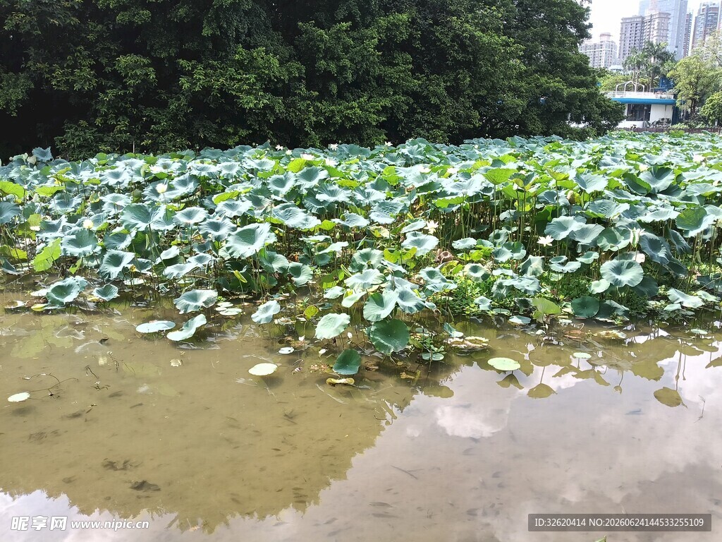 荷塘绿意浓