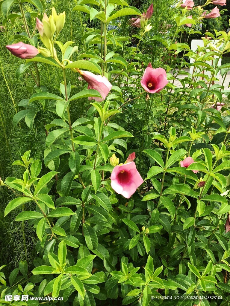 喇叭花