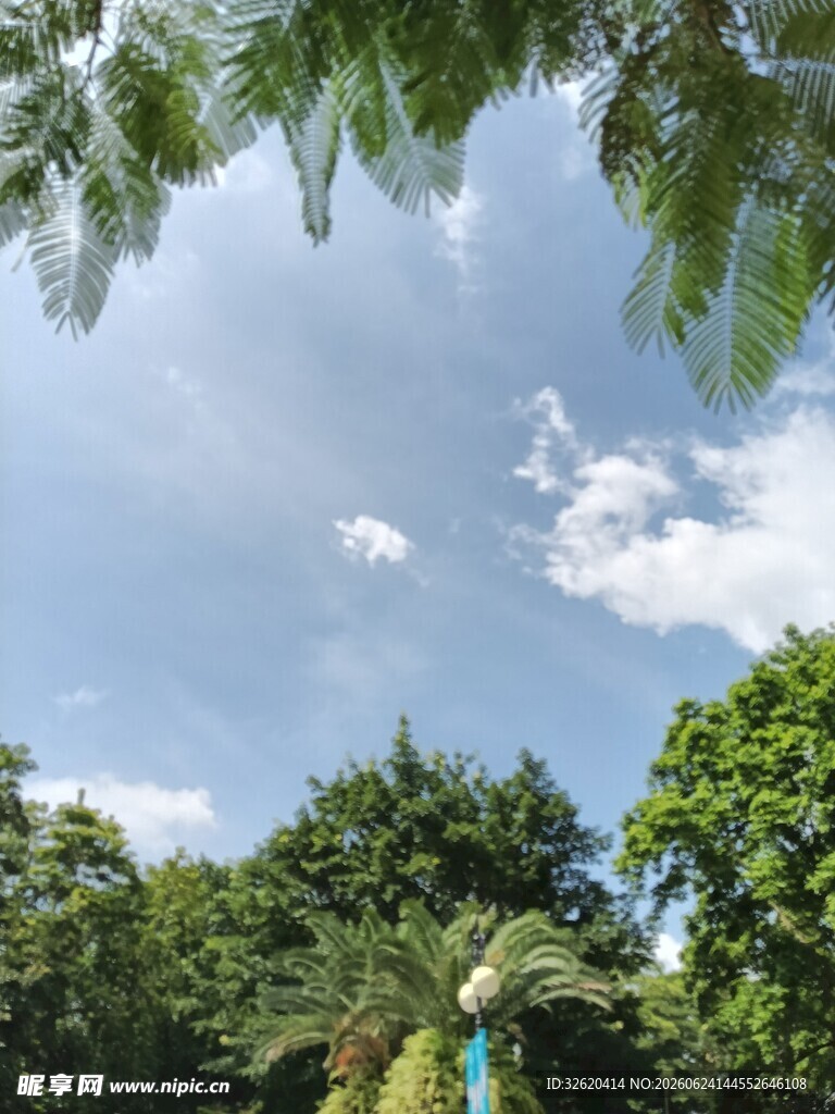 林间蓝天绿叶景致