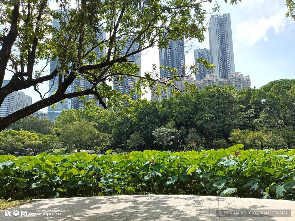 城市公园绿意与高楼景致
