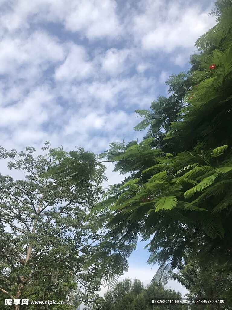蓝天白云下的繁茂树木