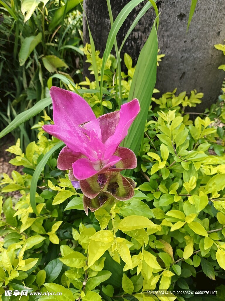 娇艳粉花绽放于绿植间