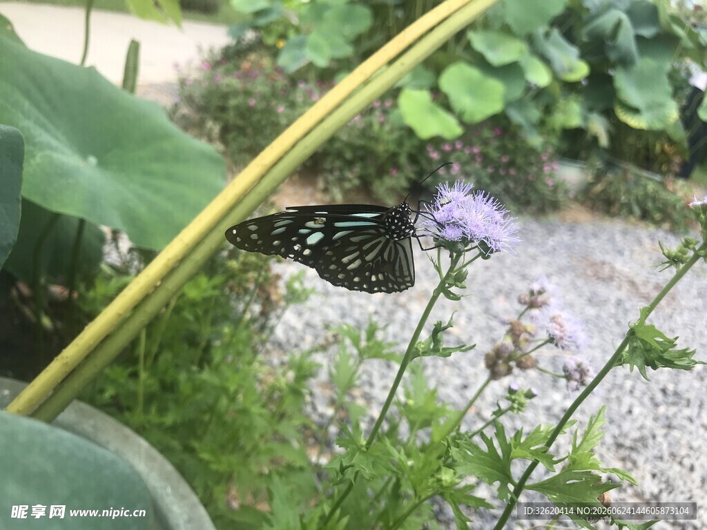 花丛中休憩的黑蝴蝶