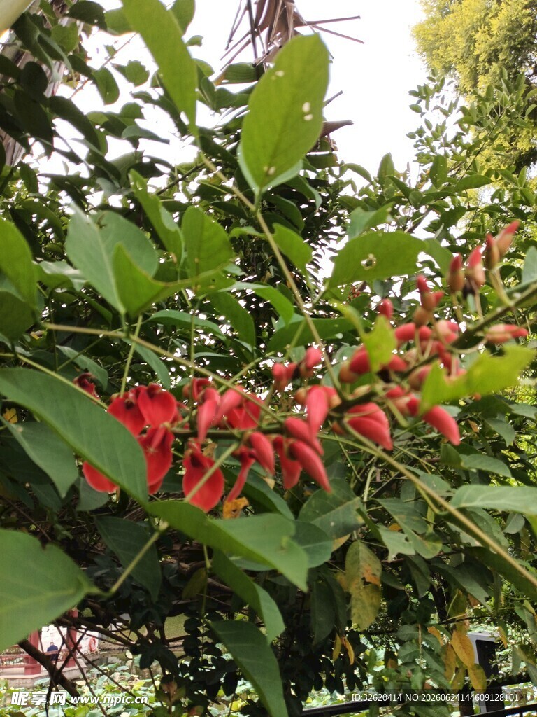 绿叶丛中艳红花朵绽放