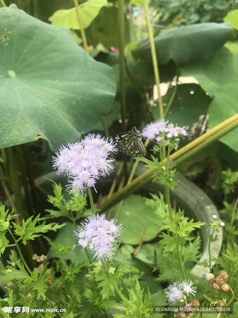 绿叶丛中的淡紫色小花