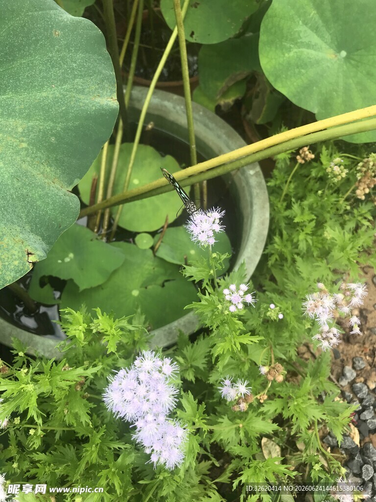 水缸中的水生植物与小花
