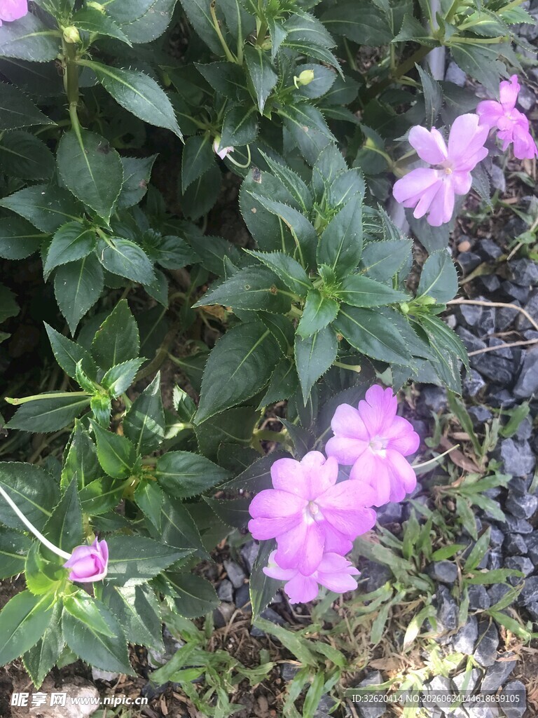 长春花