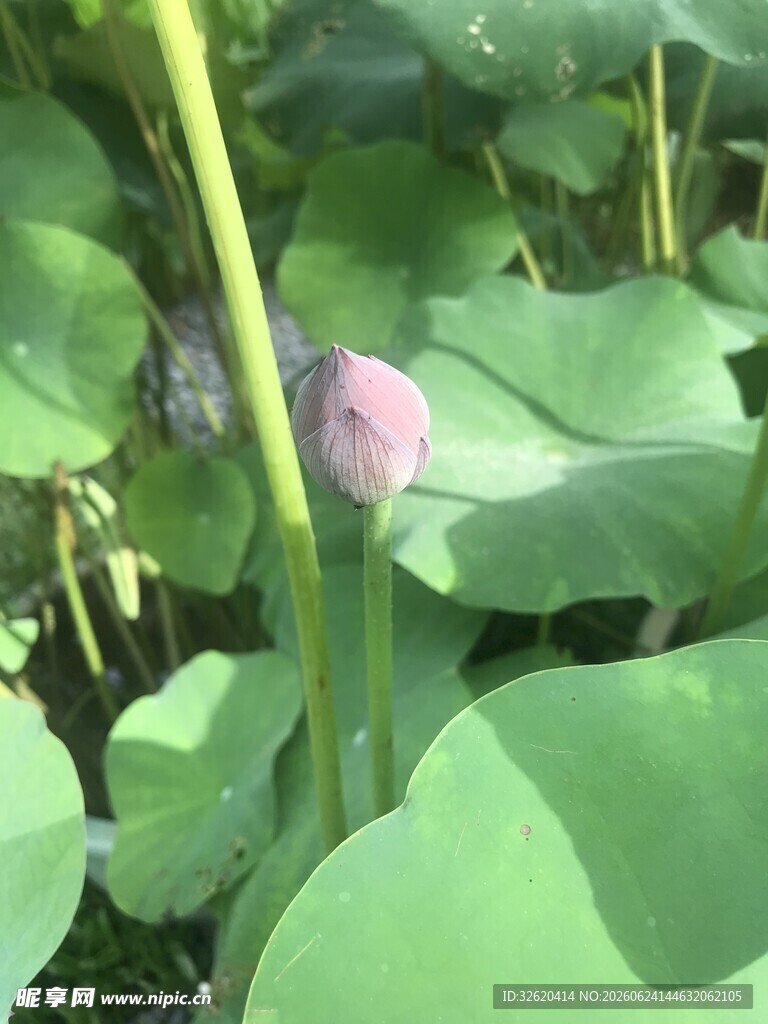 含苞待放的荷花
