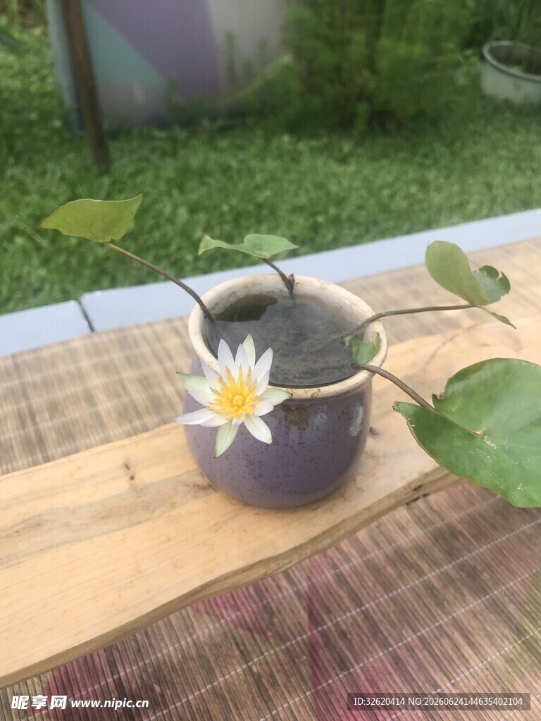 睡莲