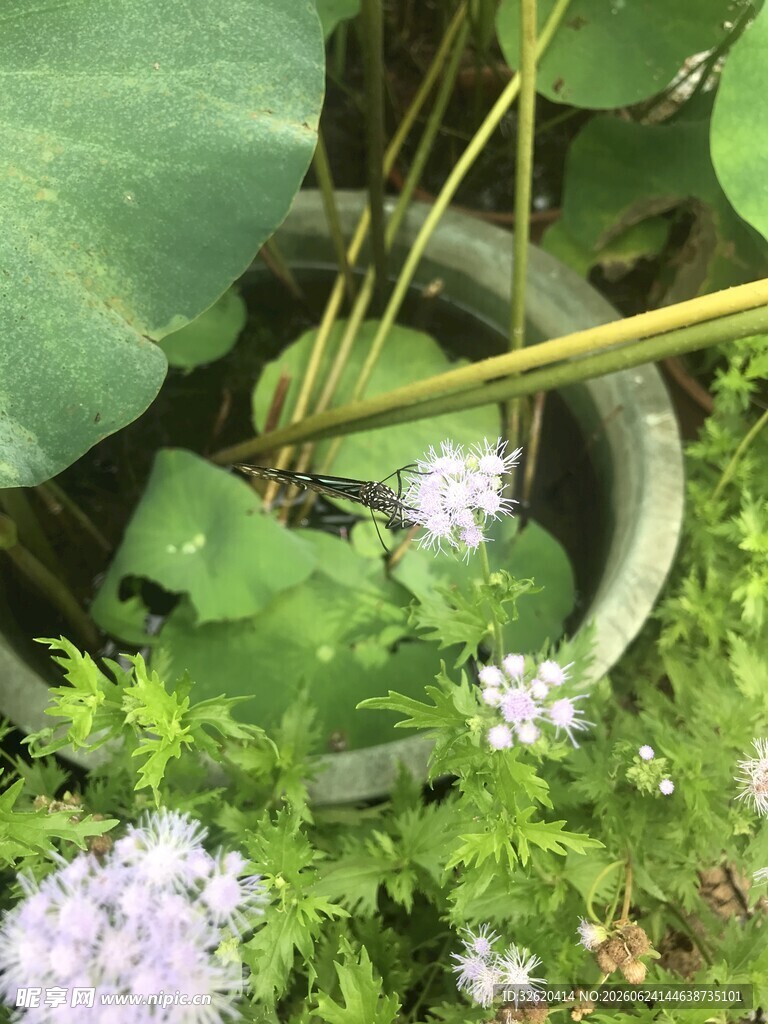 盆栽绿植中的清新花卉