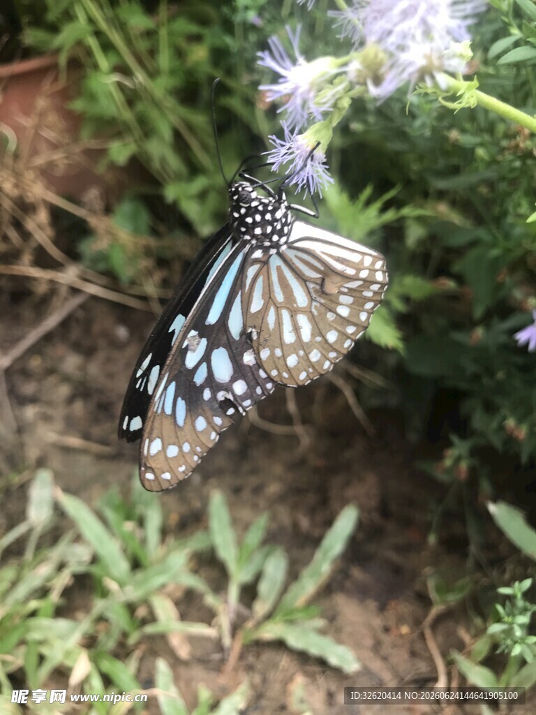 蓝斑蝴蝶停驻紫色花朵上