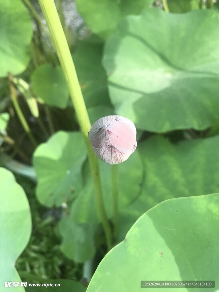 含苞待放的荷花