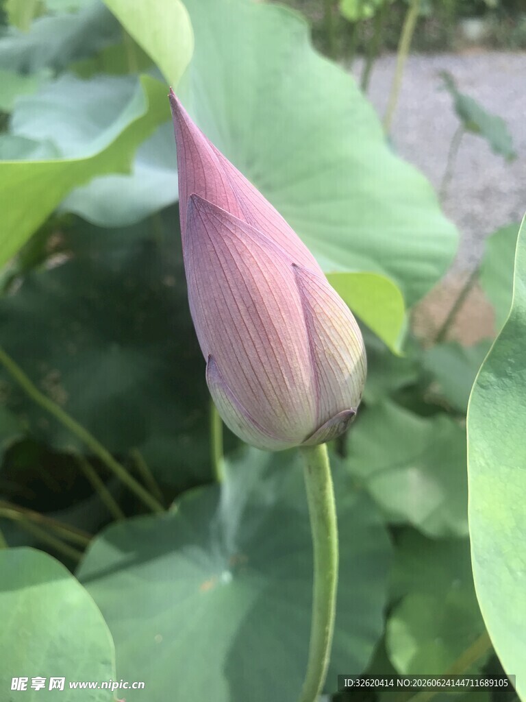 含苞待放的粉嫩荷花