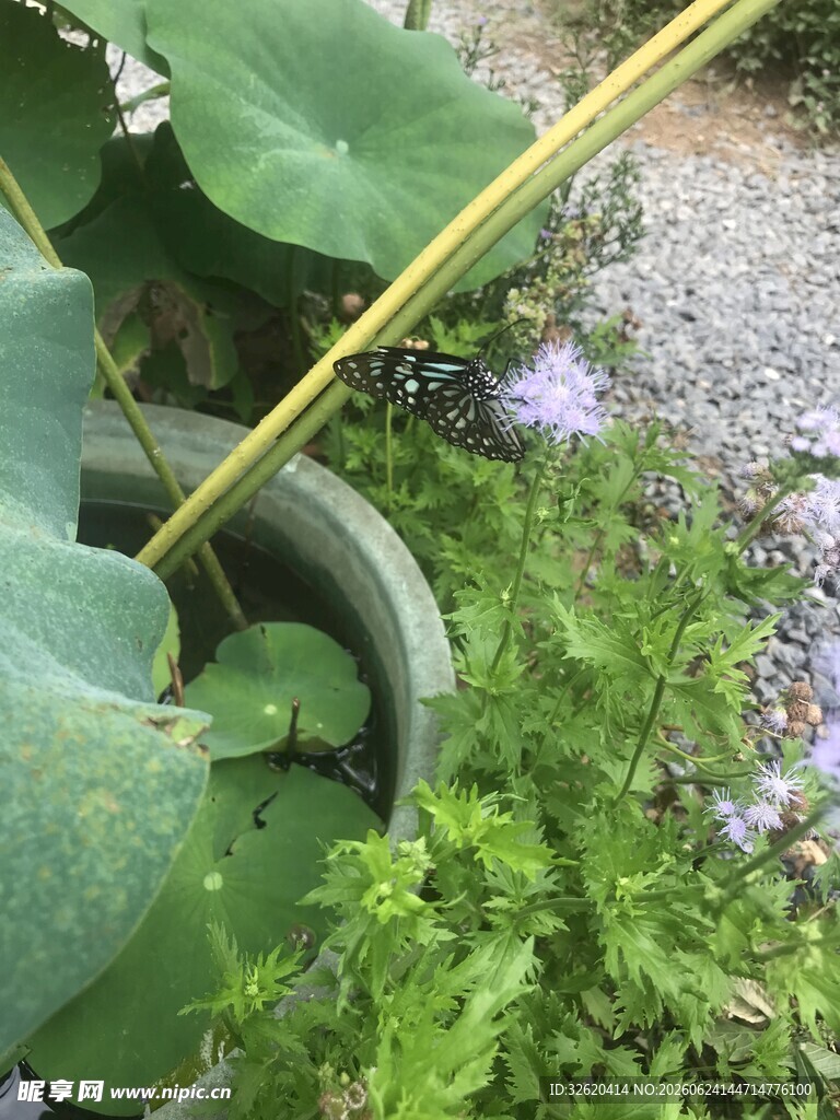 盆栽荷花