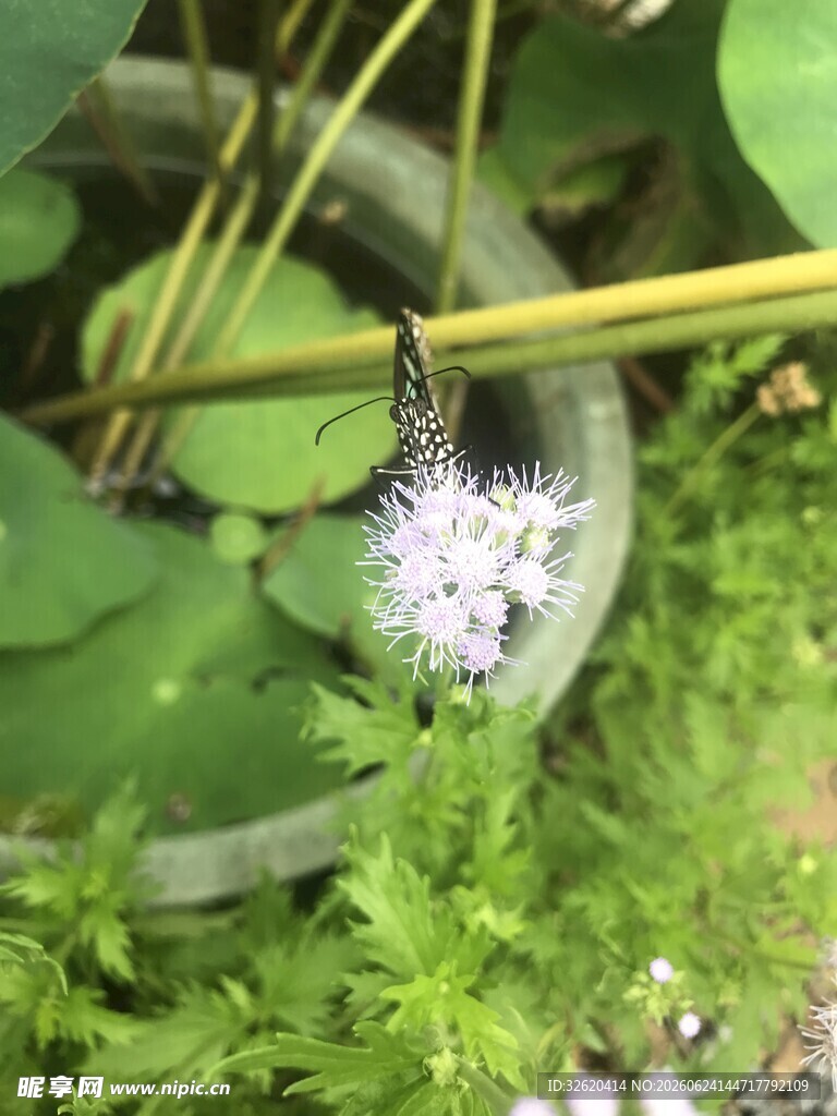 水中绽放的白色小花