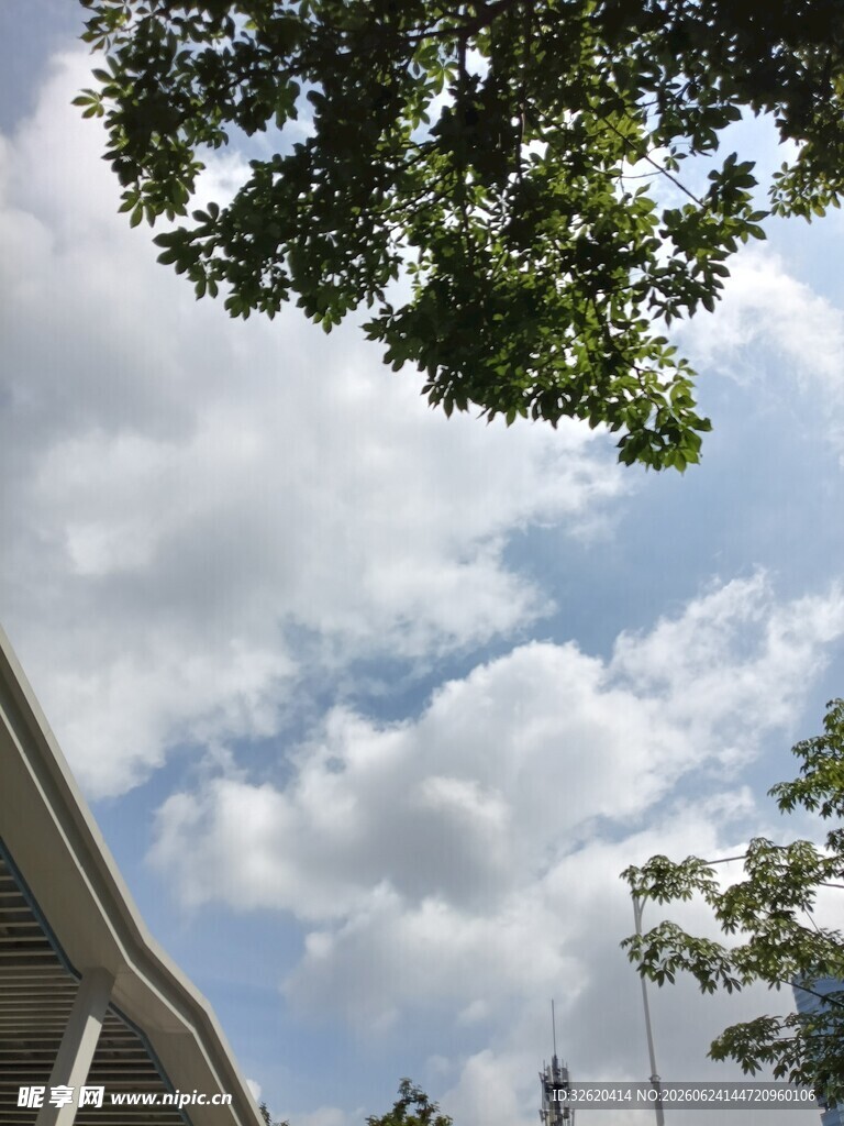 蓝天白云下的树梢风景