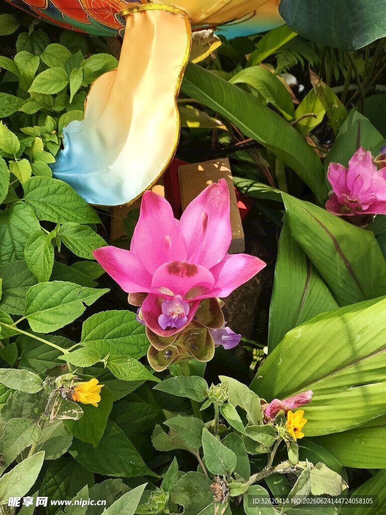多彩花卉与绿叶的美丽景致