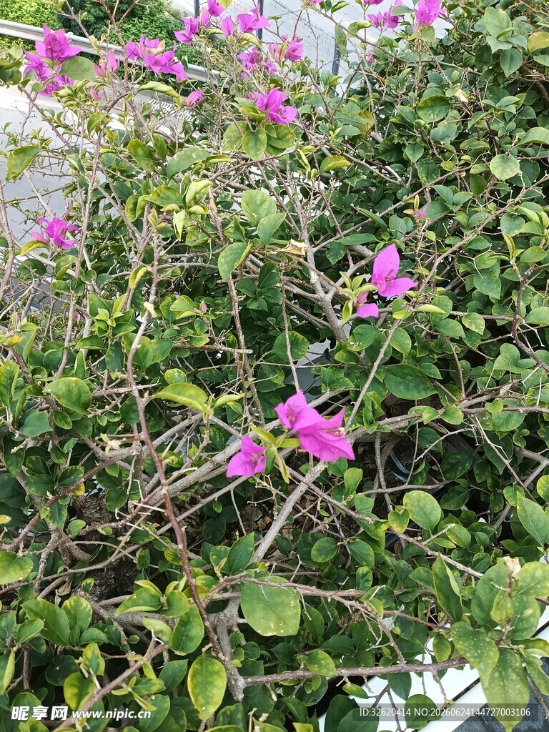 三角梅