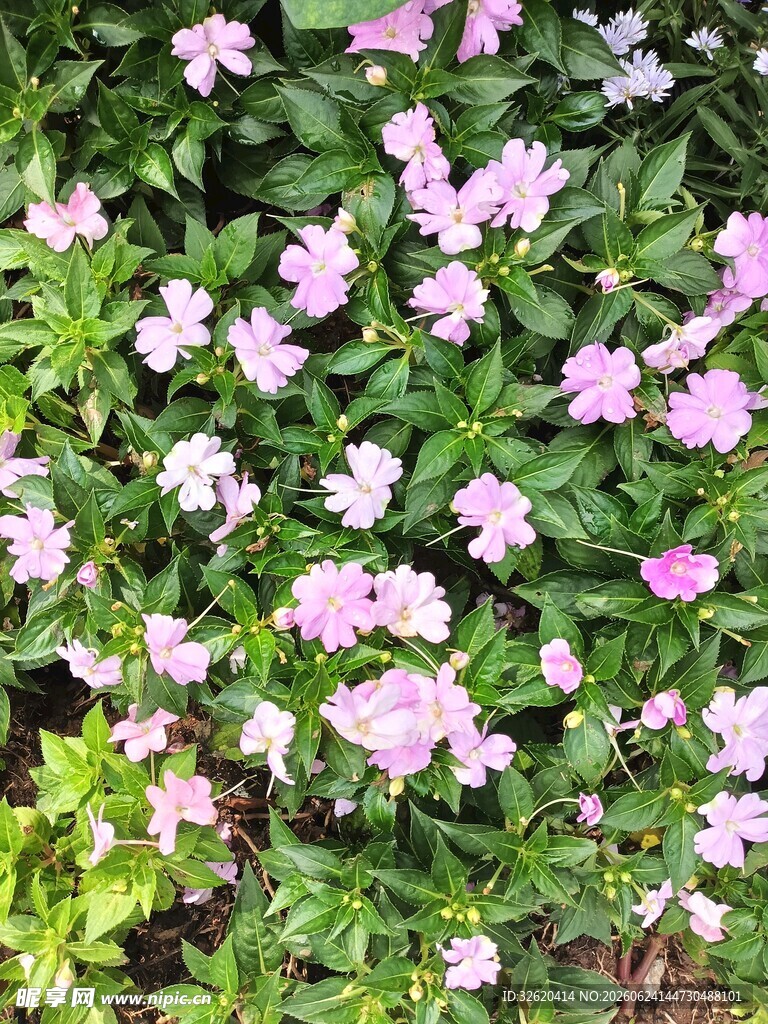 长春花