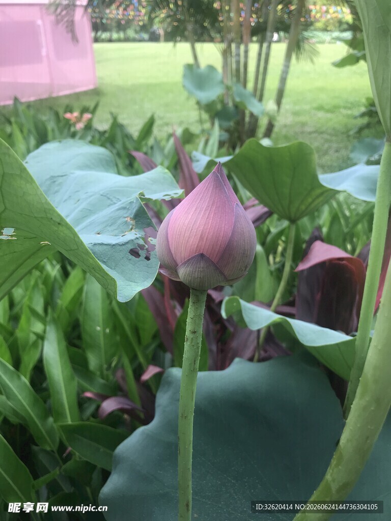 含苞待放的娇艳荷花