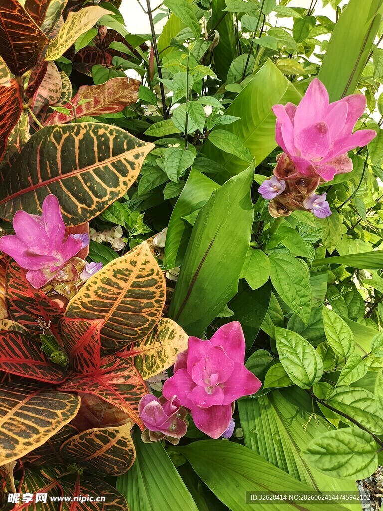 多彩花卉