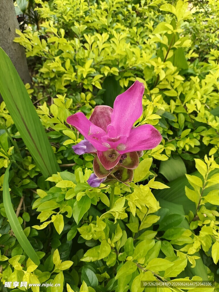 绿叶丛中一朵娇艳粉花