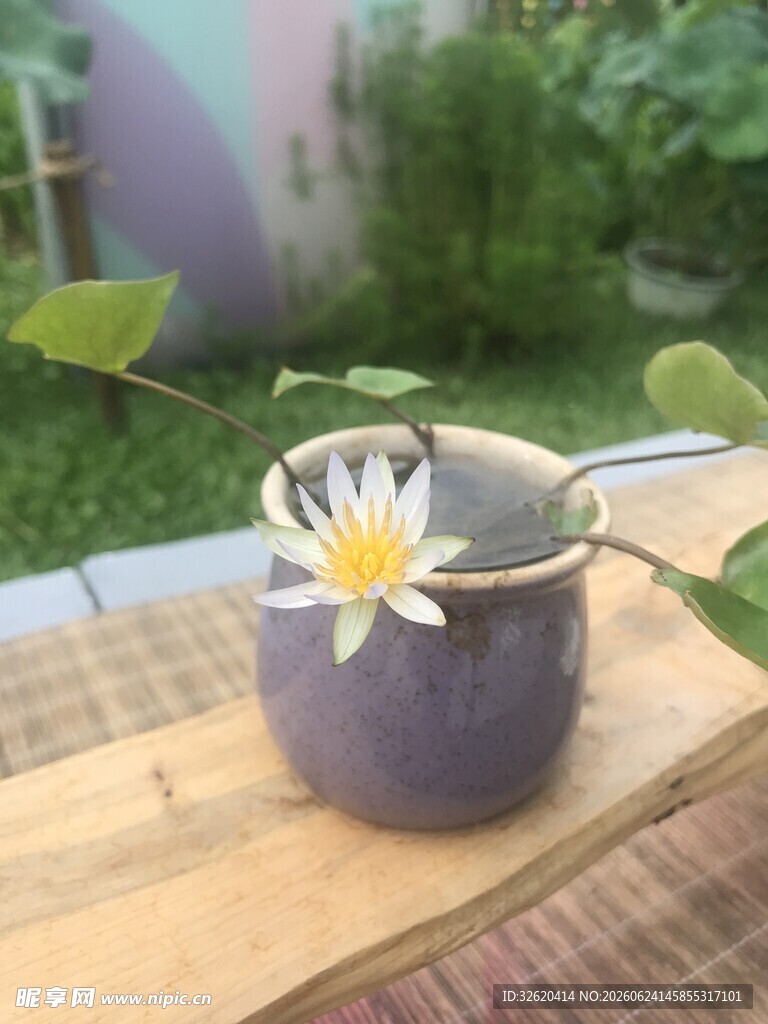 睡莲