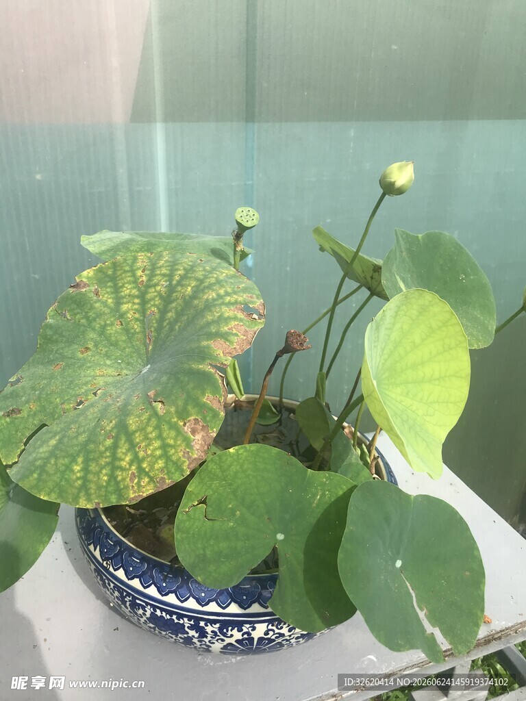 荷花