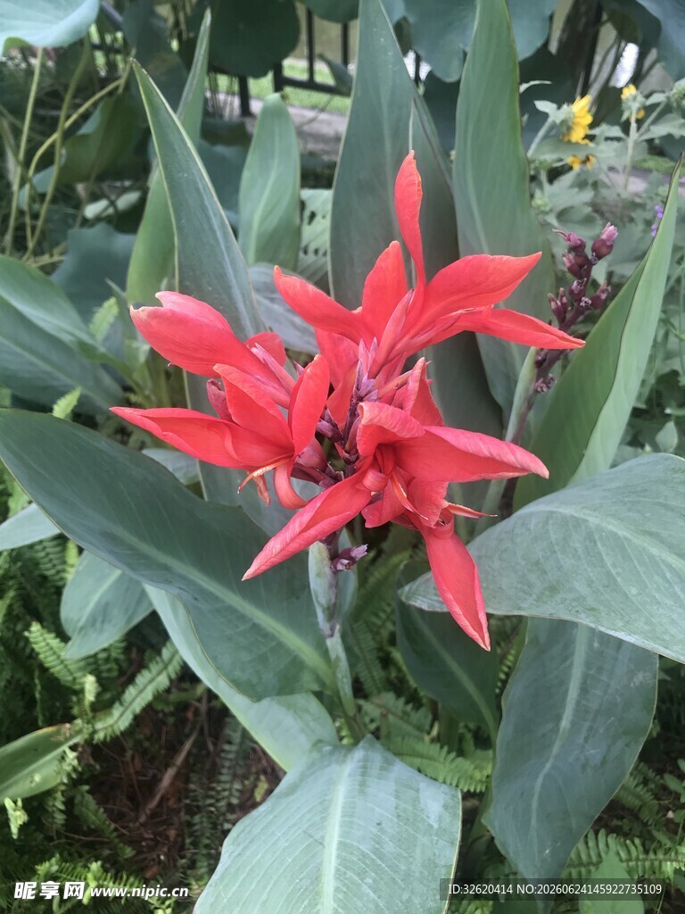 艳丽红蕉花