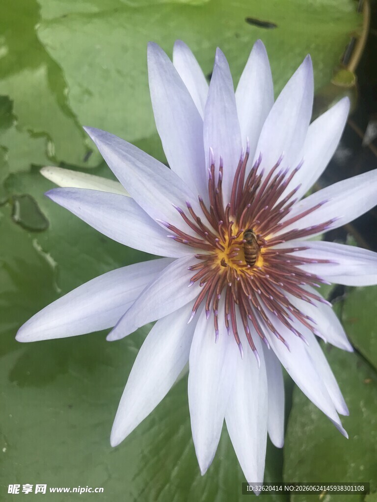 优雅白色睡莲绽放