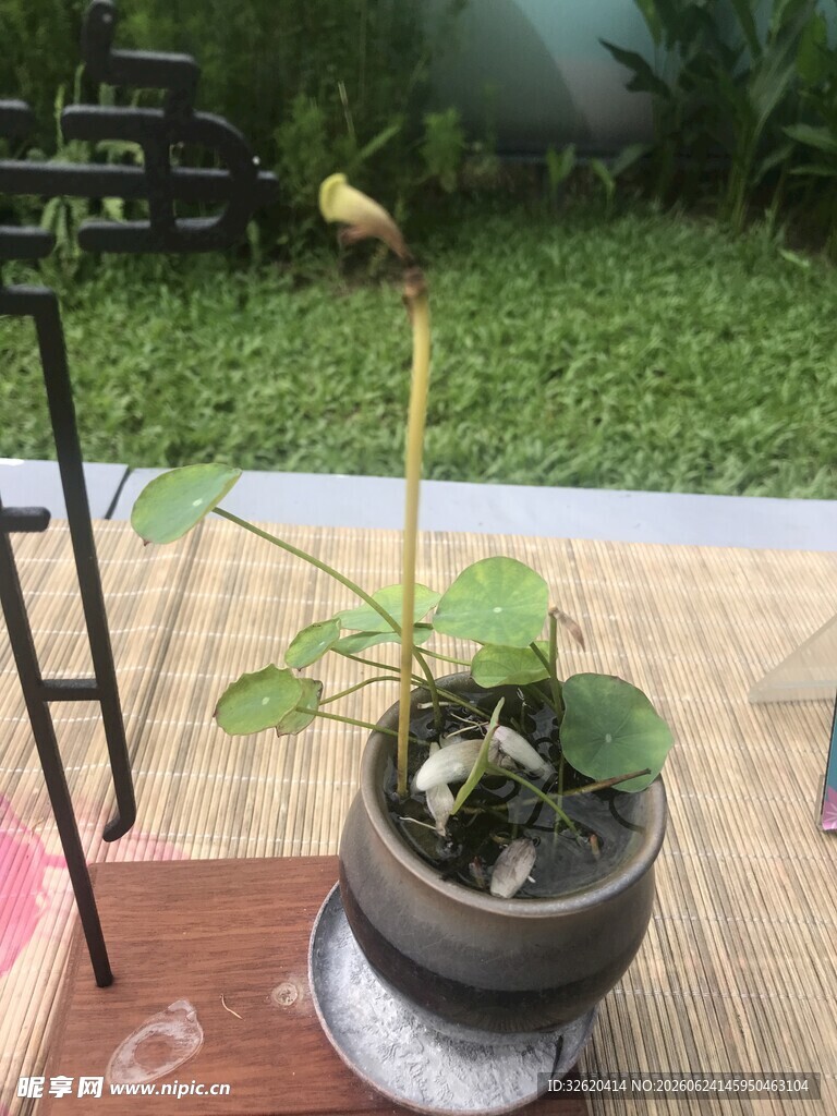 盆栽绿植置于木质平台上