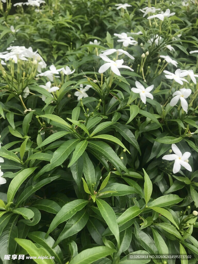 白色花朵与翠绿叶片景观