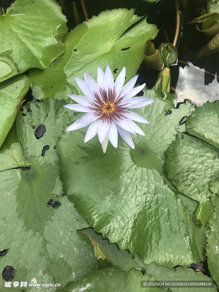 睡莲
