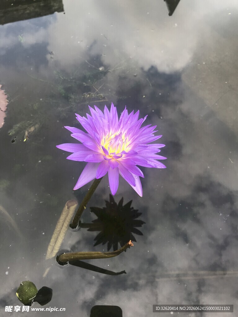 睡莲