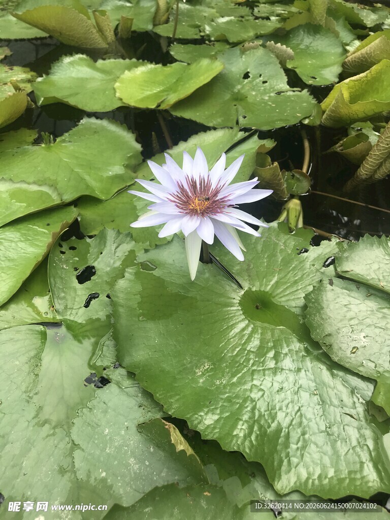 睡莲