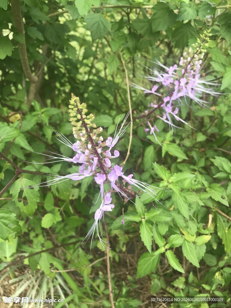 穗状花