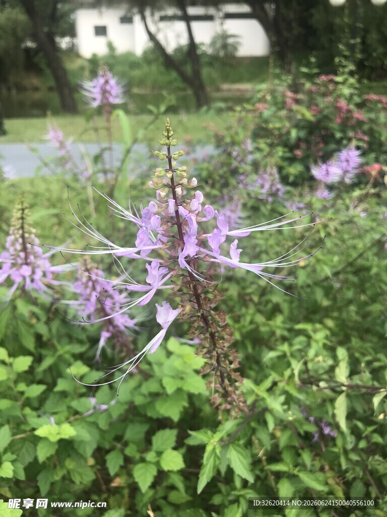 穗状花