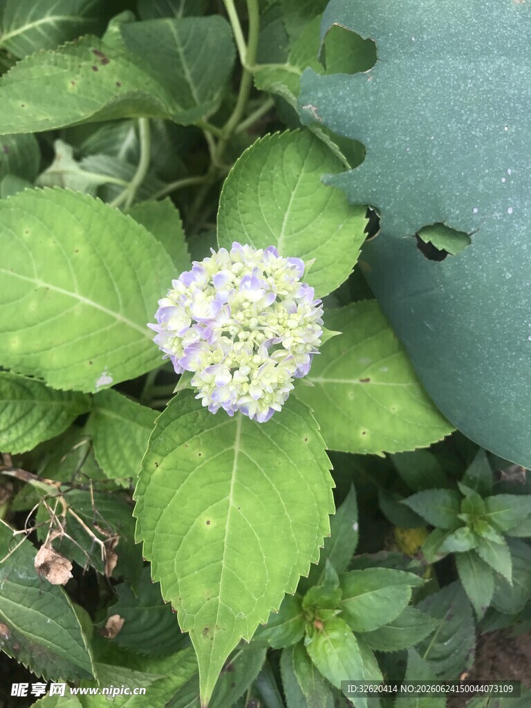 绣球花