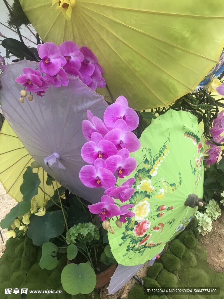 紫色兰花与绿叶相映