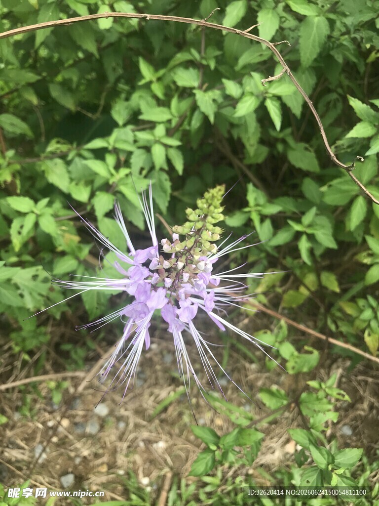 羽扇豆花