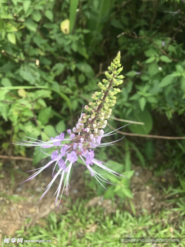 紫色羽扇豆花绽于绿野