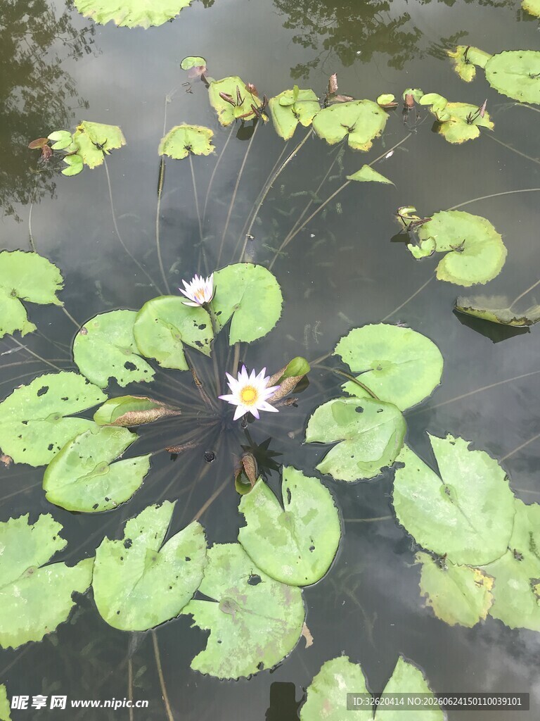 水中睡莲绽放于莲叶间