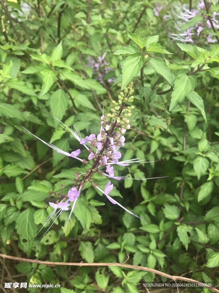 穗状花