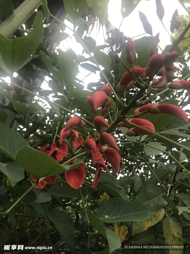 枝头红果挂绿叶间