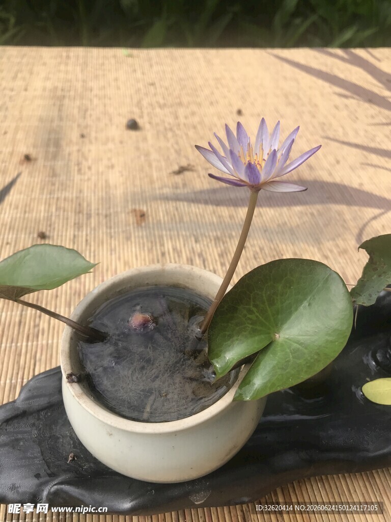 睡莲
