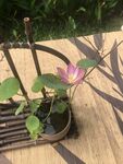 水培荷花
