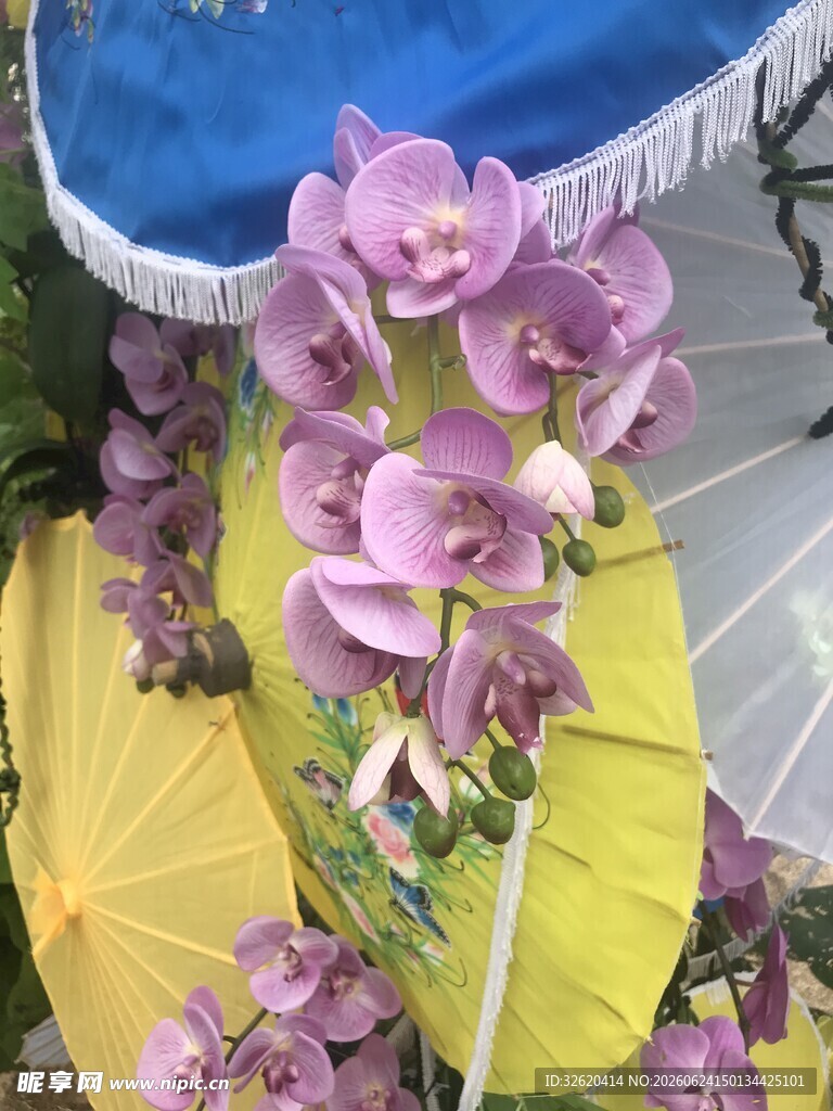 紫色兰花