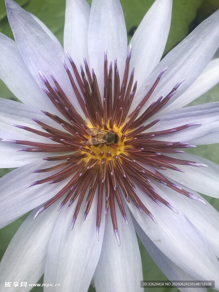 睡莲